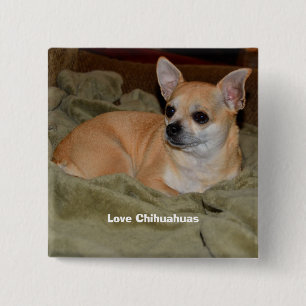 Cute Chihuahua Resting 2 Inch Square Button