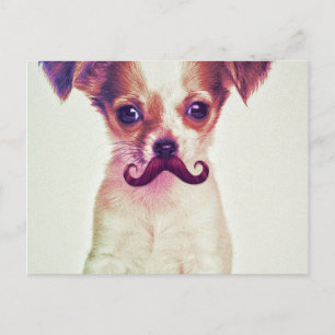Cute Chihuahua With Purple Funny Mustache Postcard
