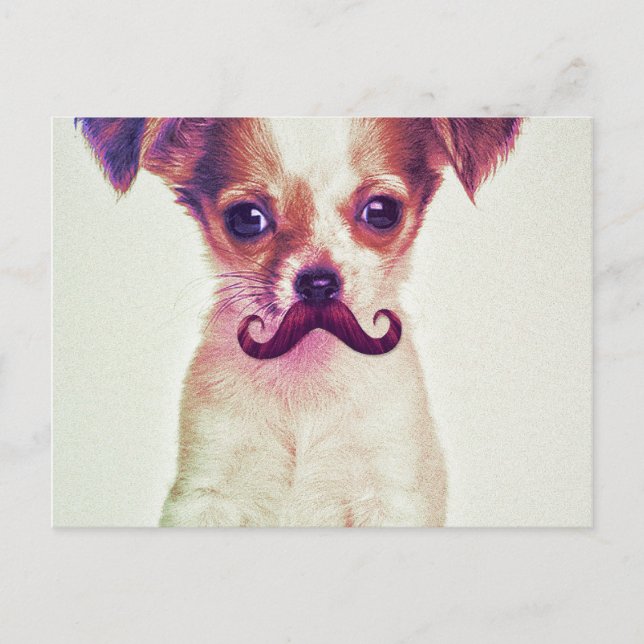 Cute Chihuahua With Purple Funny Mustache Postcard (Front)