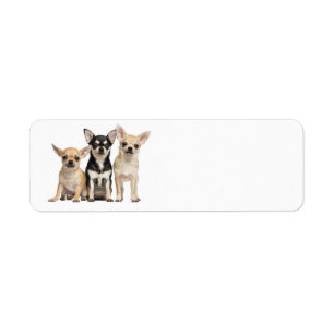 Cute Chihuahuas