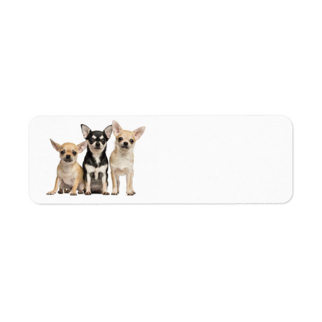 Cute Chihuahuas (Front)