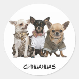 Cute Chihuahuas Classic Round Sticker