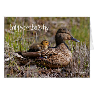 Cute Chillin' Mallard Maman Canard & Bébé Canard