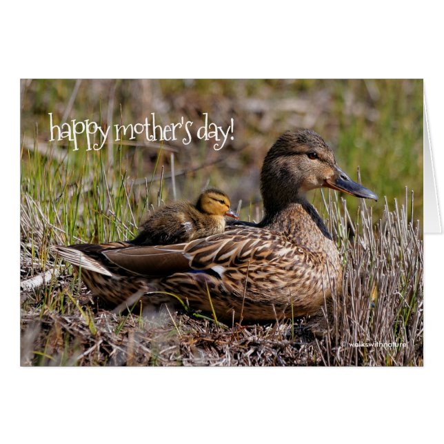 Cute Chillin' Mallard Mom Duck & Baby Duckling (Front Horizontal)
