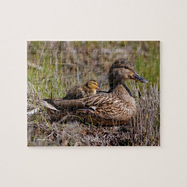 Cute Chillin' Mallard Mom Duck & Baby Duckling Jigsaw Puzzle (Horizontal)