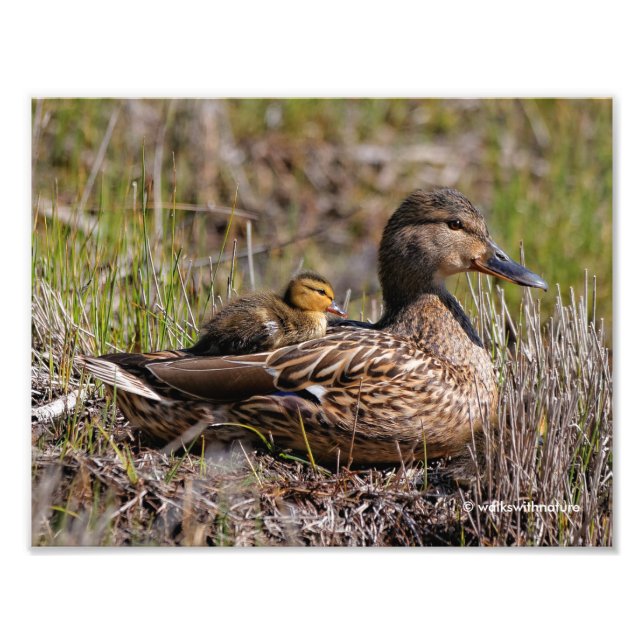 Cute Chillin' Mallard Mom Duck & Baby Duckling Photo Print (Front)