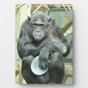 CUTE CHIMPANZEE PLAQUE
