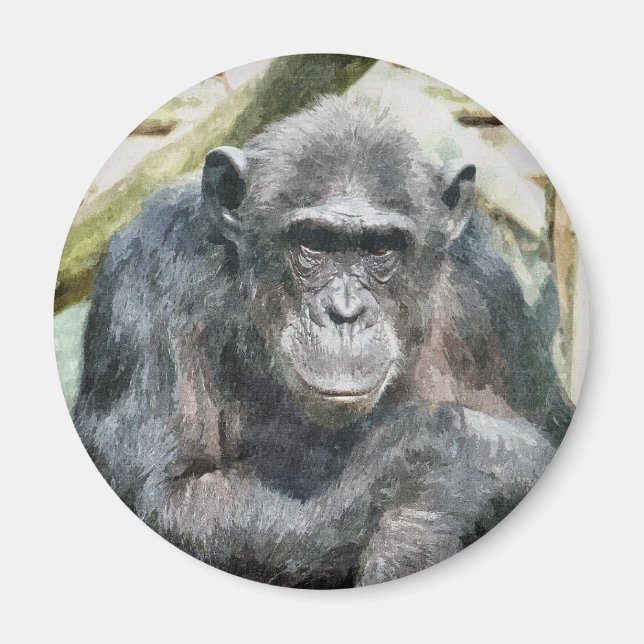 CUTE CHIMPANZEES MAGNET (Front)