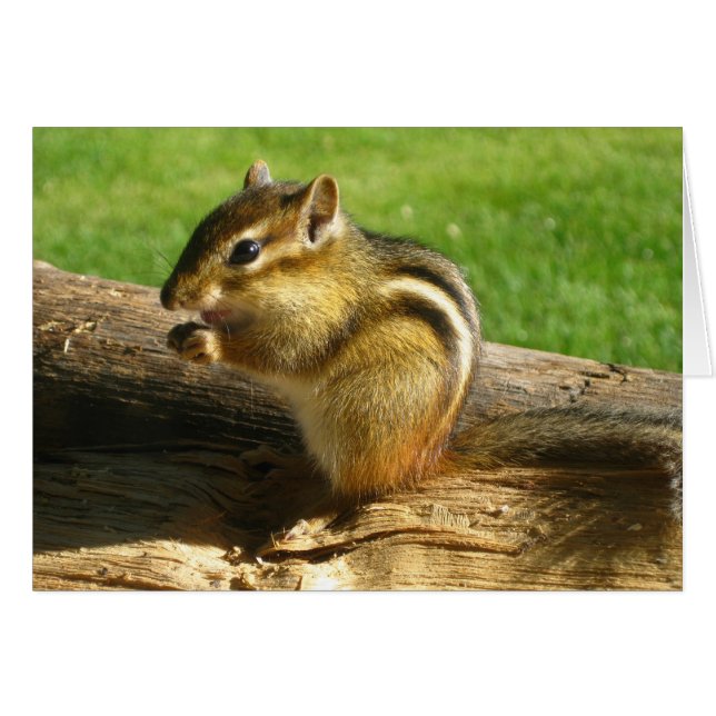 Cute Chipmunk (Front Horizontal)