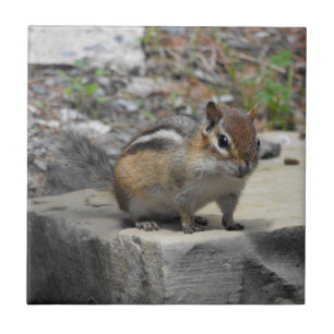 Cute Chipmunk Like Critter on a Rock Photo Tile