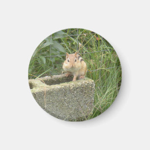 Cute Chipmunk Magnet