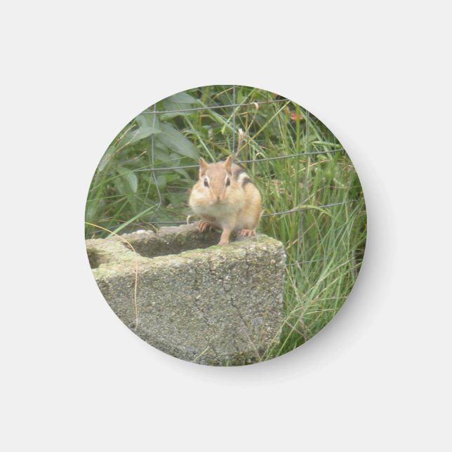Cute Chipmunk Magnet (Front)