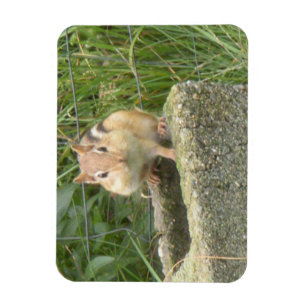 Cute Chipmunk Magnet