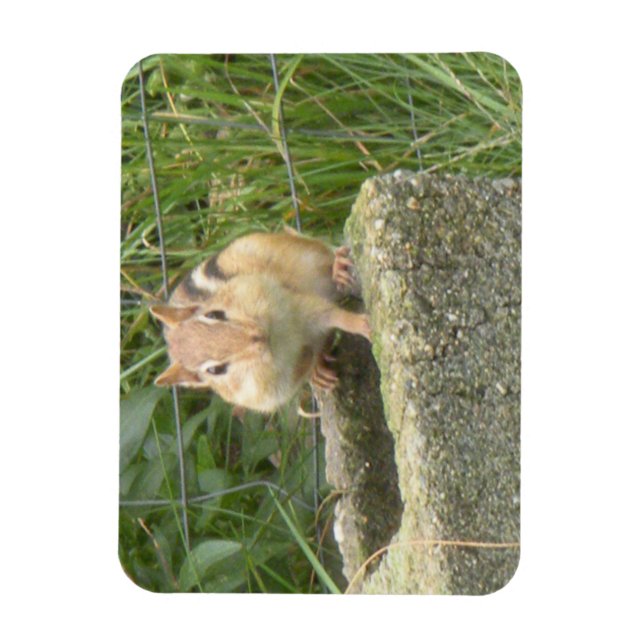Cute Chipmunk Magnet (Vertical)