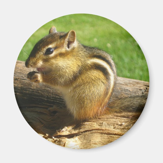 Cute Chipmunk Magnet (Front)