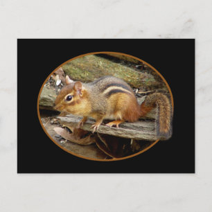 Cute Chipmunk Postcard