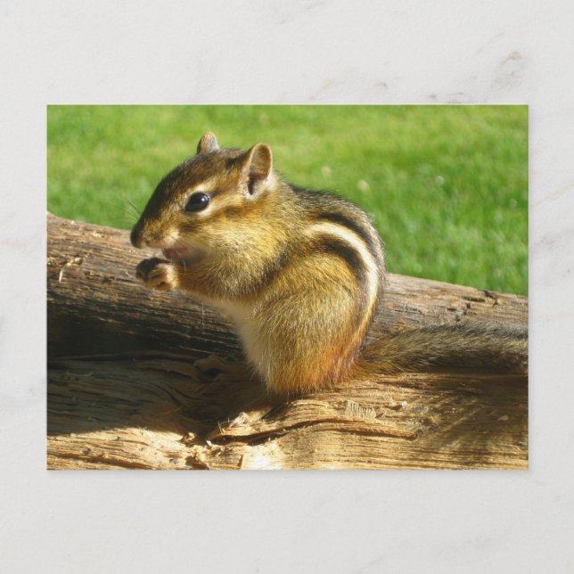 Cute Chipmunk Postcard (Front)