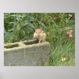 Cute Chipmunk Poster