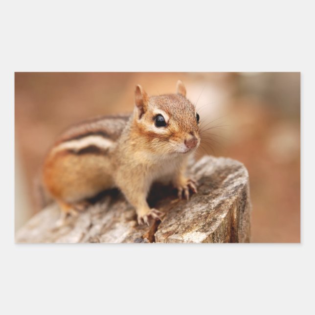 Cute Chipmunk Waiting Sticker (Front)