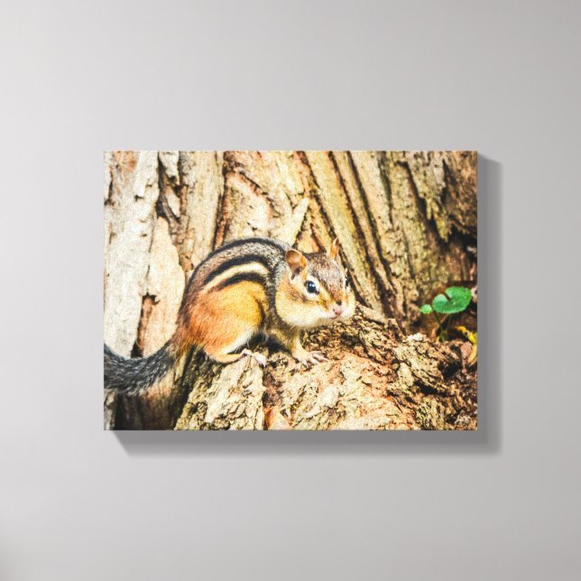 Cute Chipmunk Wildlife Animals Nature Canvas Print (Front)