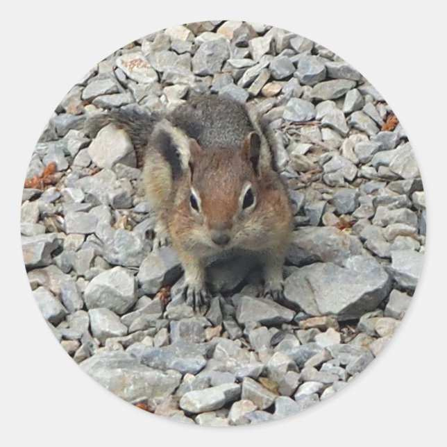 Cute Chipmunk Wildlife Photo Classic Round Sticker (Front)