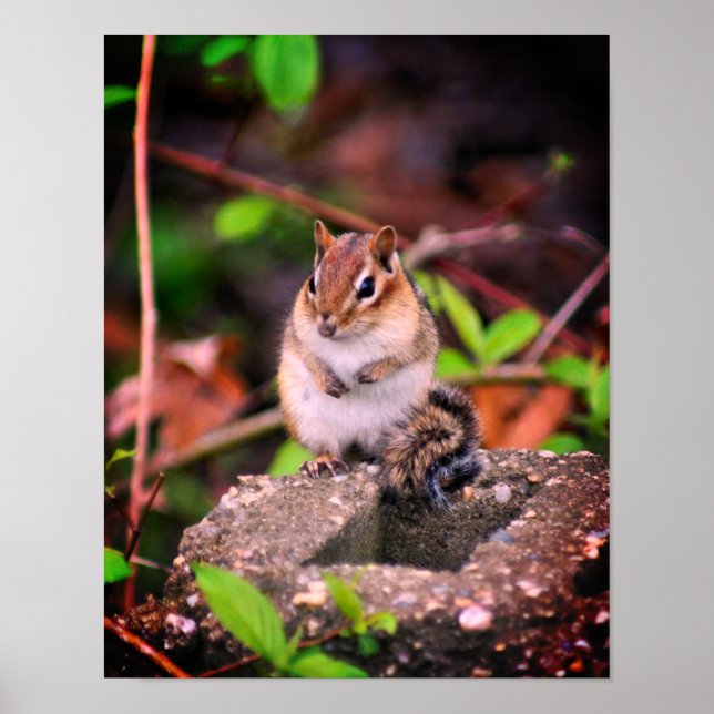 Cute Chipmunk Wildlife  Poster (Front)
