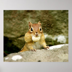 Cute Chipmunk with Large Treat Poster