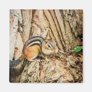 Cute Chipmunk Woodland Animals Nature Square Magnet