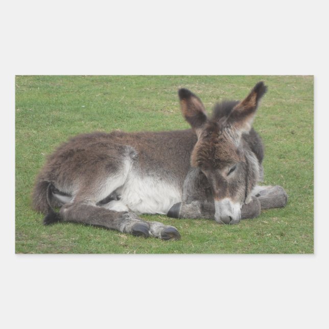 Cute chocolate donkey baby foal sleeping sticker (Front)
