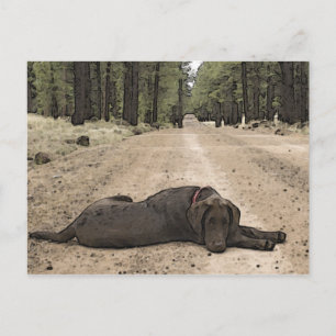 Cute Chocolate Lab On A Forest Trail Postcard