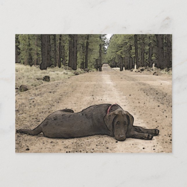 Cute Chocolate Lab On A Forest Trail Postcard (Front)