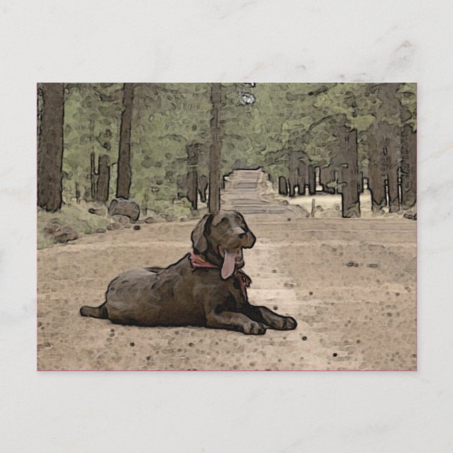 Cute Chocolate Lab On A Forest Trail Postcard (Front)