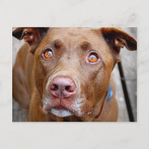 Cute Chocolate Lab Pit Mix Dog 7 Postcard