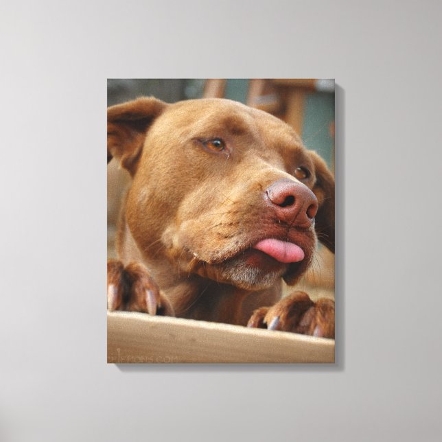 Cute chocolate Lab Pit Mix Dog Canvas Print (Front)