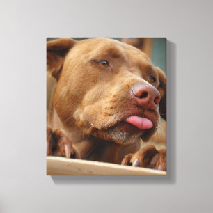 Cute chocolate Lab Pit Mix Dog Canvas Print