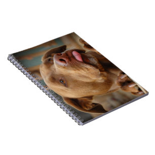 Cute chocolate Lab Pit Mix Dog Notebook