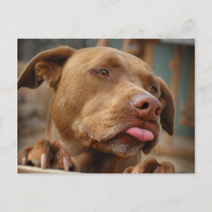 Cute chocolate Lab Pit Mix Dog Postcard