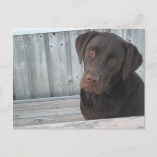 Cute Chocolate Lab Postcard (Front)