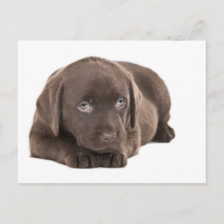 Cute Chocolate Labrador Puppy Postcard