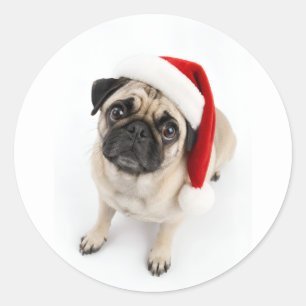 Cute Christmas Fawn Pug Santa Hat Puppy Dog Eyes Classic Round Sticker