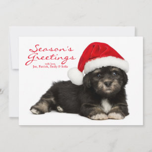 Cute Christmas Havanese Puppy Dog 3 Holiday Card