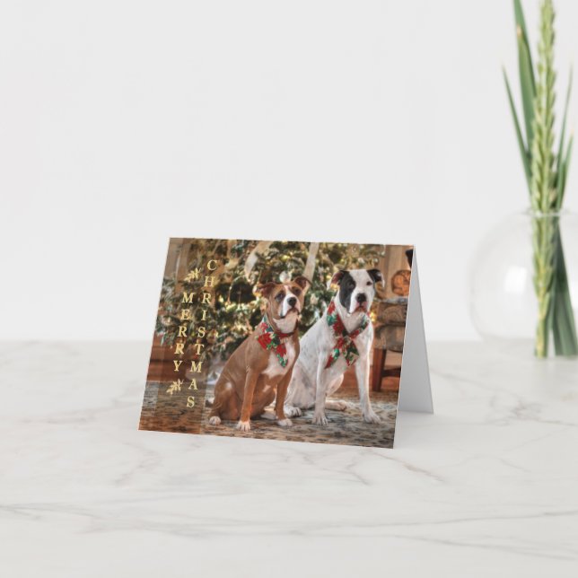 Cute Christmas Rescue Pitbull and America Bull Dog Holiday Card (Front)