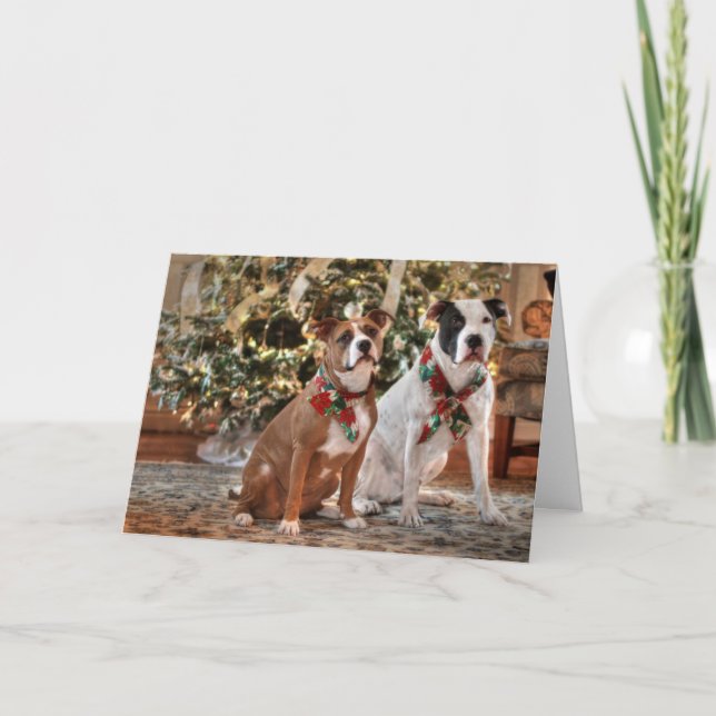 Cute Christmas Rescue Pitbull and America Bull Dog Holiday Card (Front)