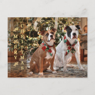 Cute Christmas Rescue Pitbull and America Bull Dog Holiday Postcard