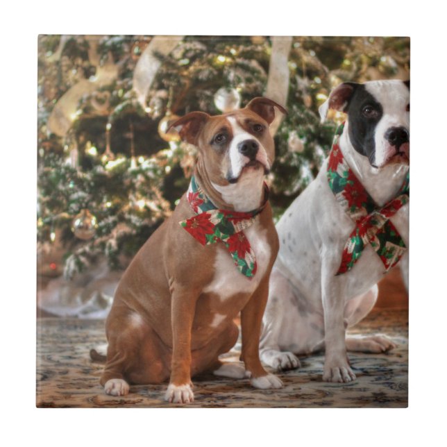 Cute Christmas Rescue Pitbull and America Bull Dog Tile (Front)