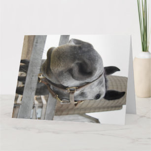 Cute Close up of a Horse Thank You Card
