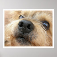 Cute Close-up Photograph of Yorkie Face
