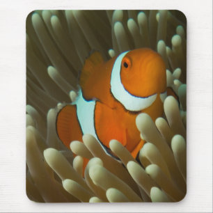 Cute Clownfish Great Barrier Reef Coral Sea Mouse Pad