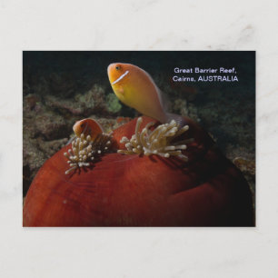Cute Clownfish Great Barrier Reef Coral Sea Postcard