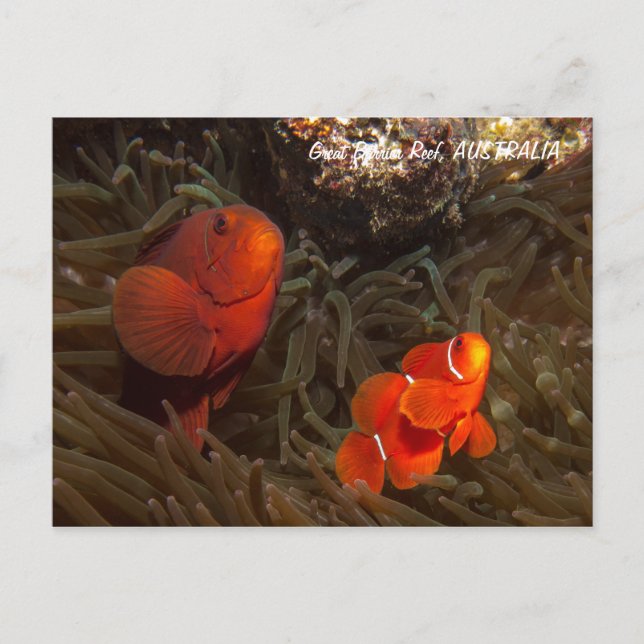 Cute Clownfish Postcard (Front)